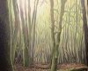 Walk in the Woods SOLD